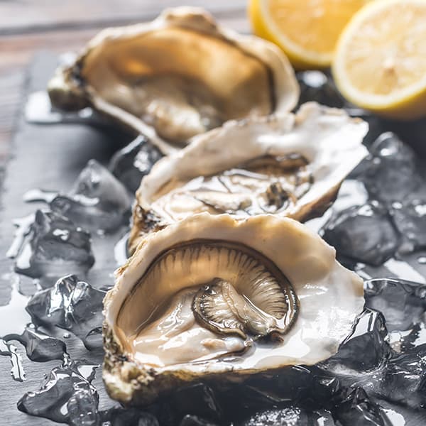 Oysters