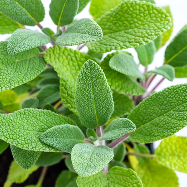 Sage