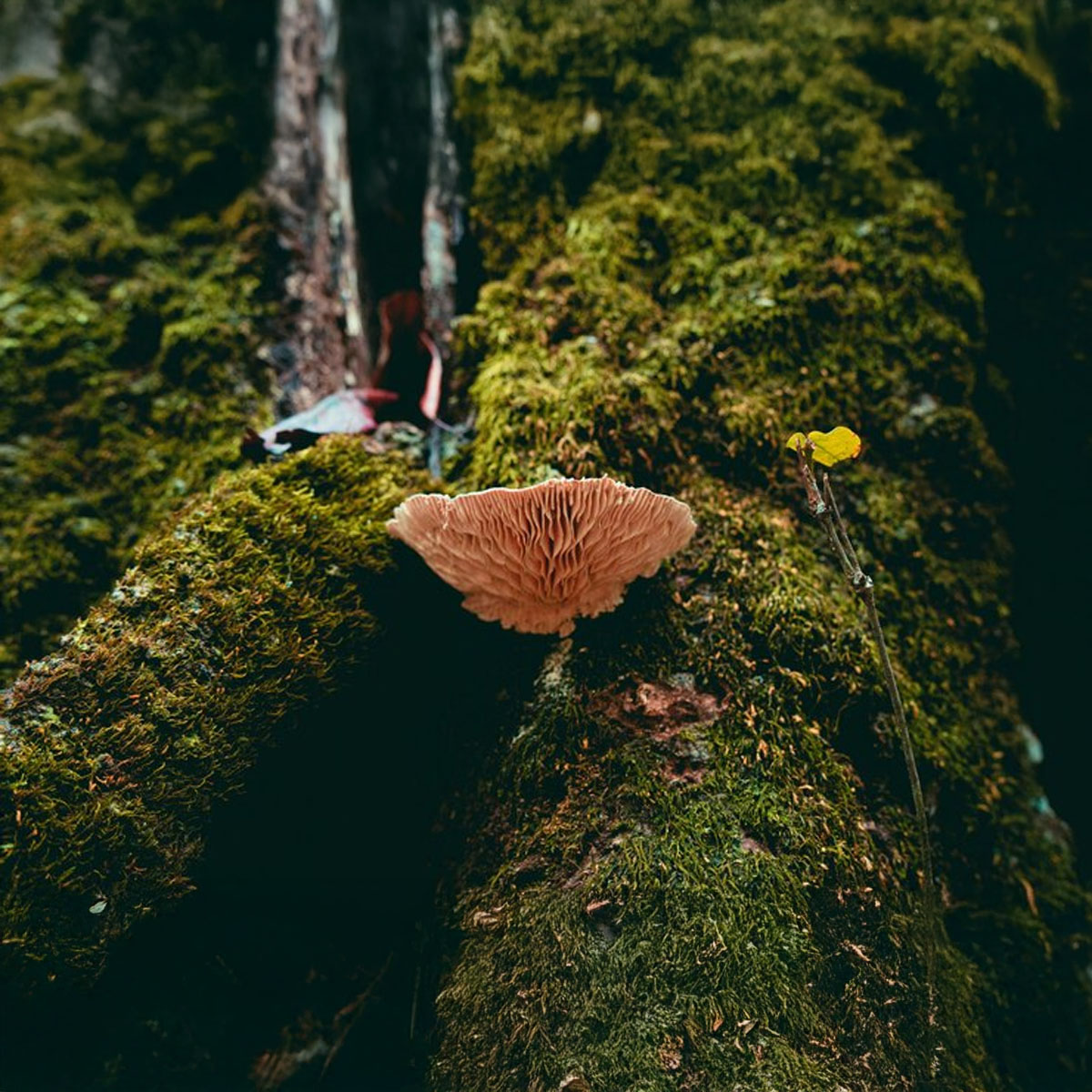 Lion's Mane: The Brain-Boosting Mushroom You Need to Know About