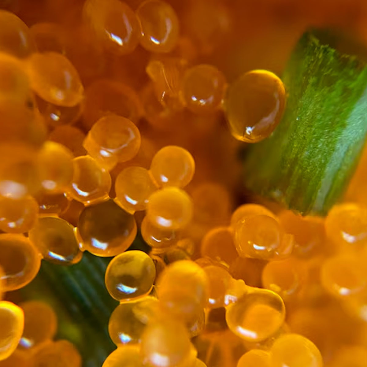 plant sterols, lower cholesterol, LDL reduction,