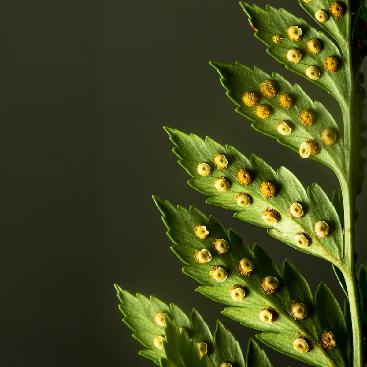 plant sterols, lower cholesterol, LDL reduction,