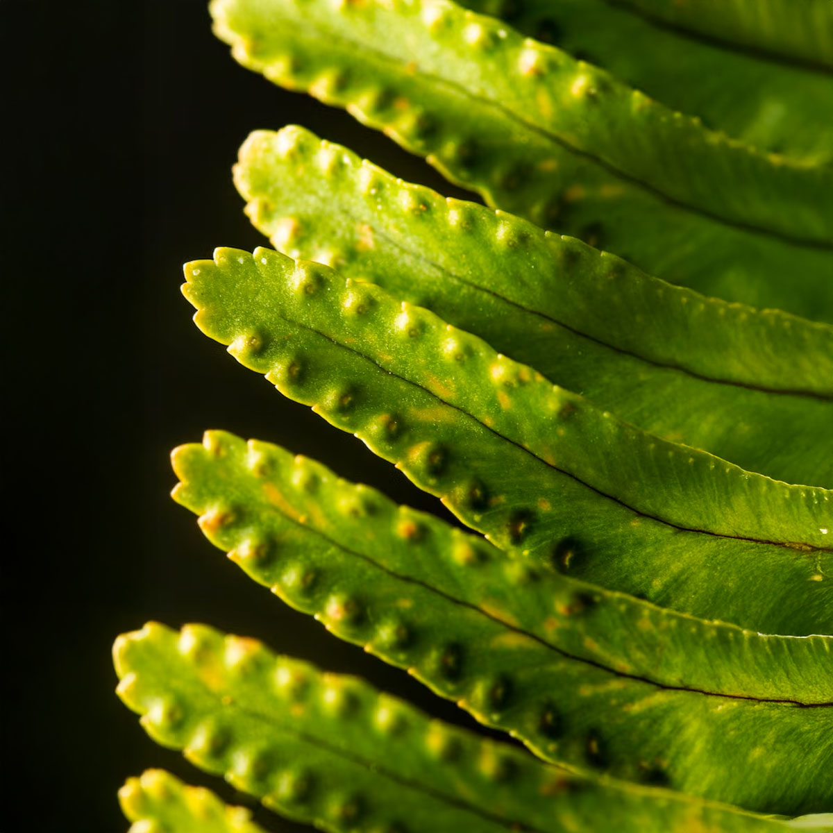 Plant Sterols and Natural Support for Cholesterol and Heart Health